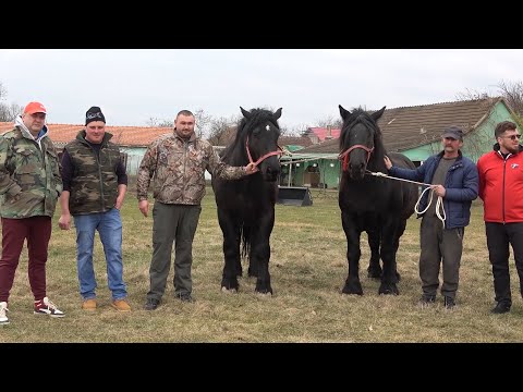 Iepele lui Puiu de la Giroc, Timis - 2022 Nou!!!