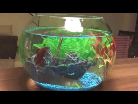 Betta's first day - fish tank setup