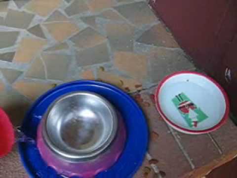 How-To, Keep ants out of your pet's food bowl.