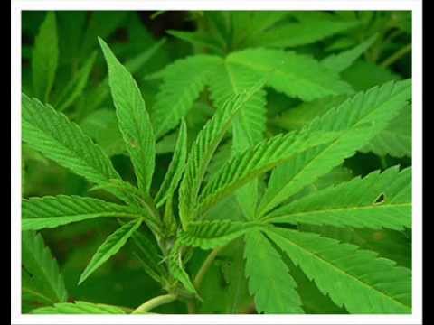 NANO BRAVO-PRENDE EL MAY