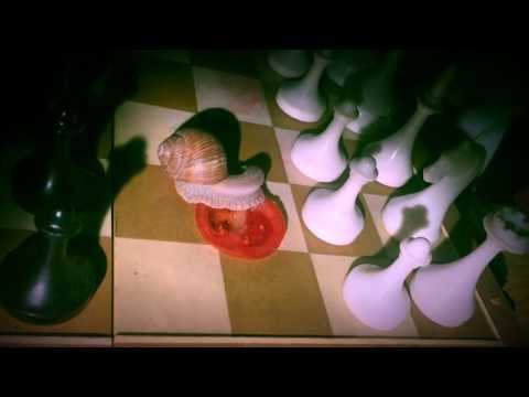 Hungry snail/Melcul de Burgundia