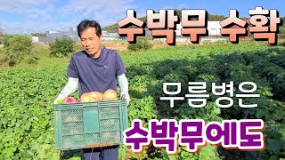 수박무 수확  김장철 동치미 담으세요 천기누설