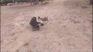Video preview image #1 Australian Kelpie-Unknown Mix Puppy For Sale in Escondido, CA, USA