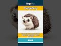 hedgehog - a small animal with a round... video thumbnail