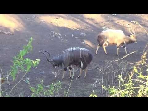 Nyala Dance of the Males for Dominance
