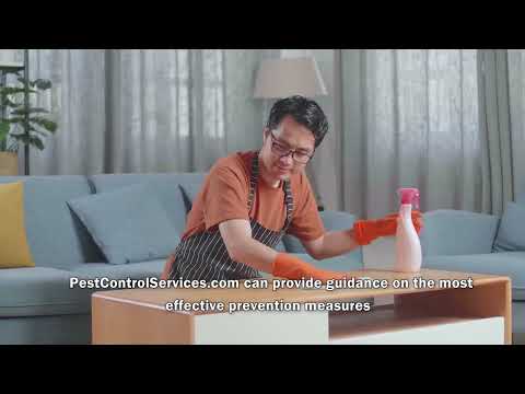 Pest Control Services | Flies control