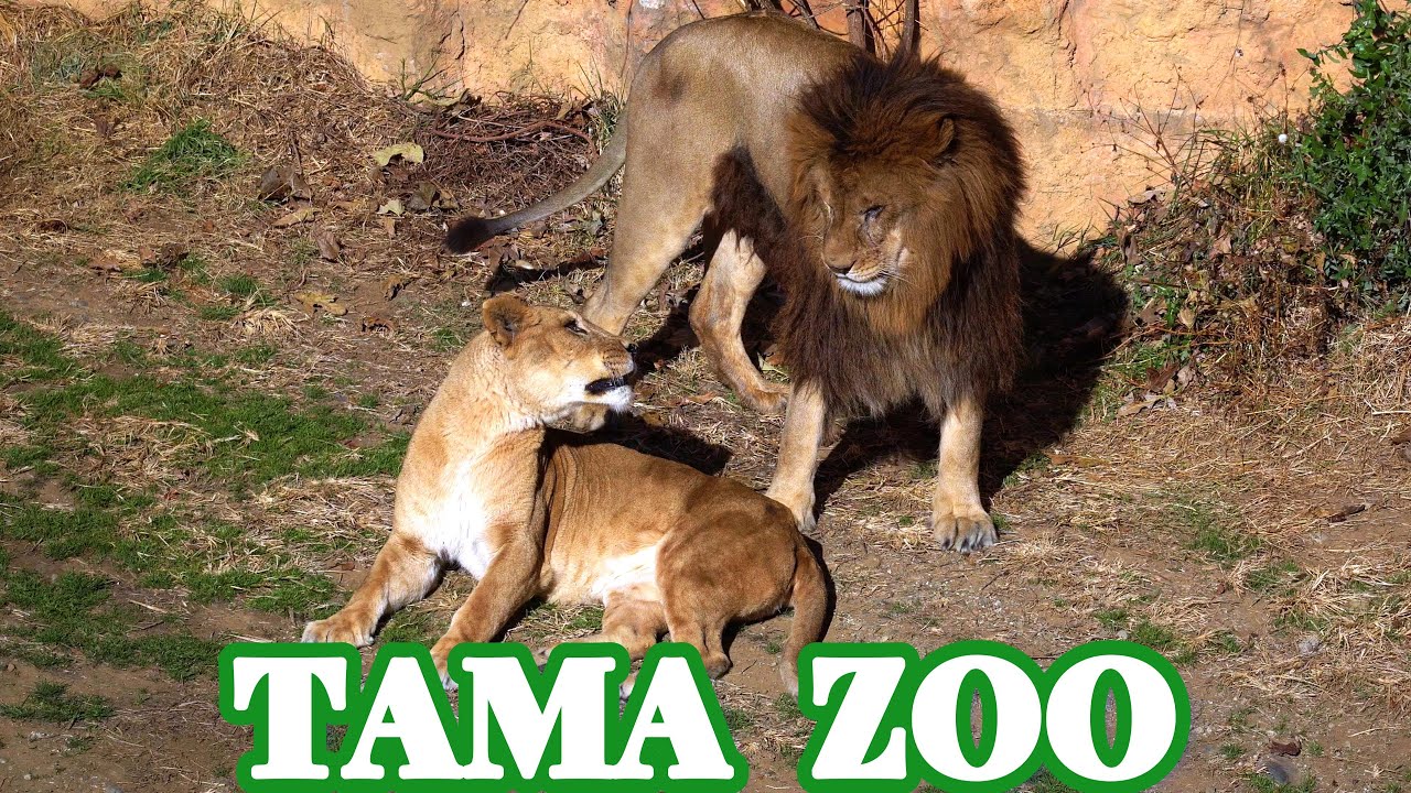 「モルト」と「ミキ」🦁😸　多摩動物公園ライオン園ドキュメンタリー