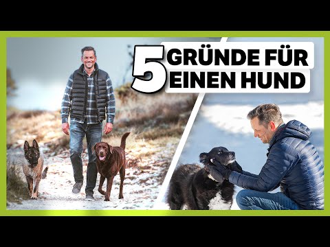 Leben mit Hund: 5 Gründe warum es sich UNBEDINGT lohnt!