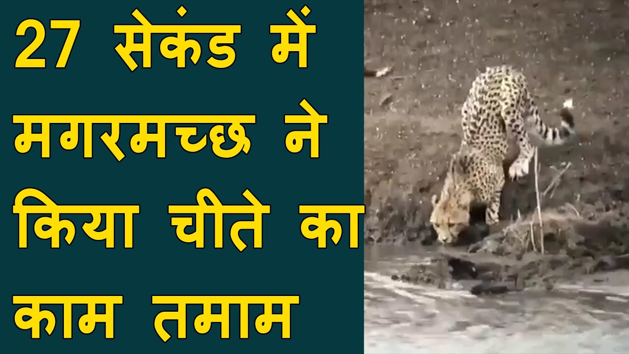 Video of Crocodile Catches Cheetah | Crocodile attacks unsuspecting cheetah cub in just 27 seconds