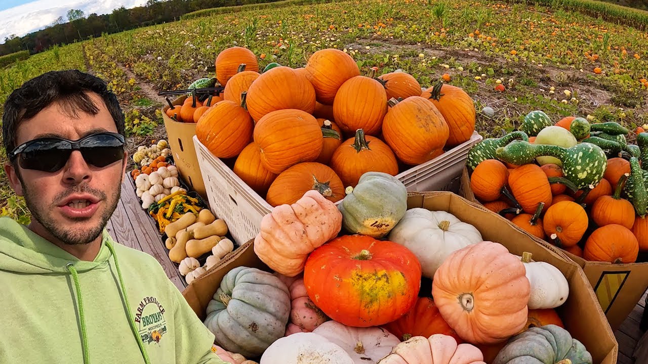 Massive Fall Harvest