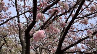 桜色の想い　Maki