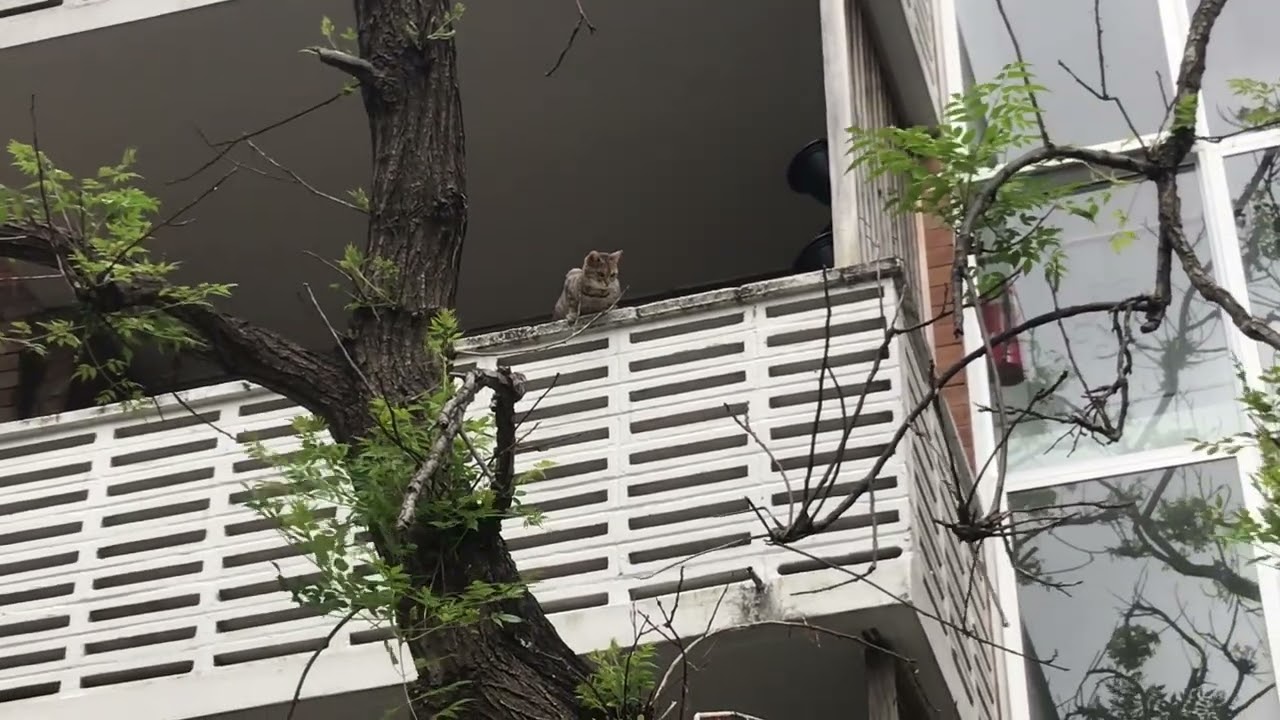 Watch video 19/12/2022 - Cat on Balcony while walking home from work. Dee Why Now 19/12/2022 - Cat on Balcony while walking home from work. Dee Why