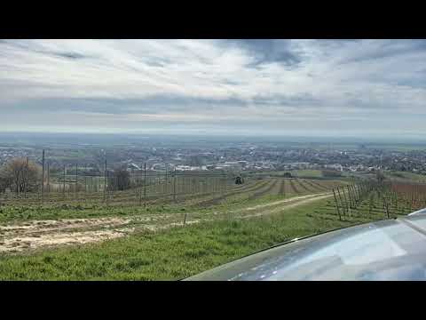 Ein Weingarten entsteht... Guntramsdorf