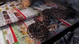 preview picture of video 'Argentine Boa (PinkY) feeding'