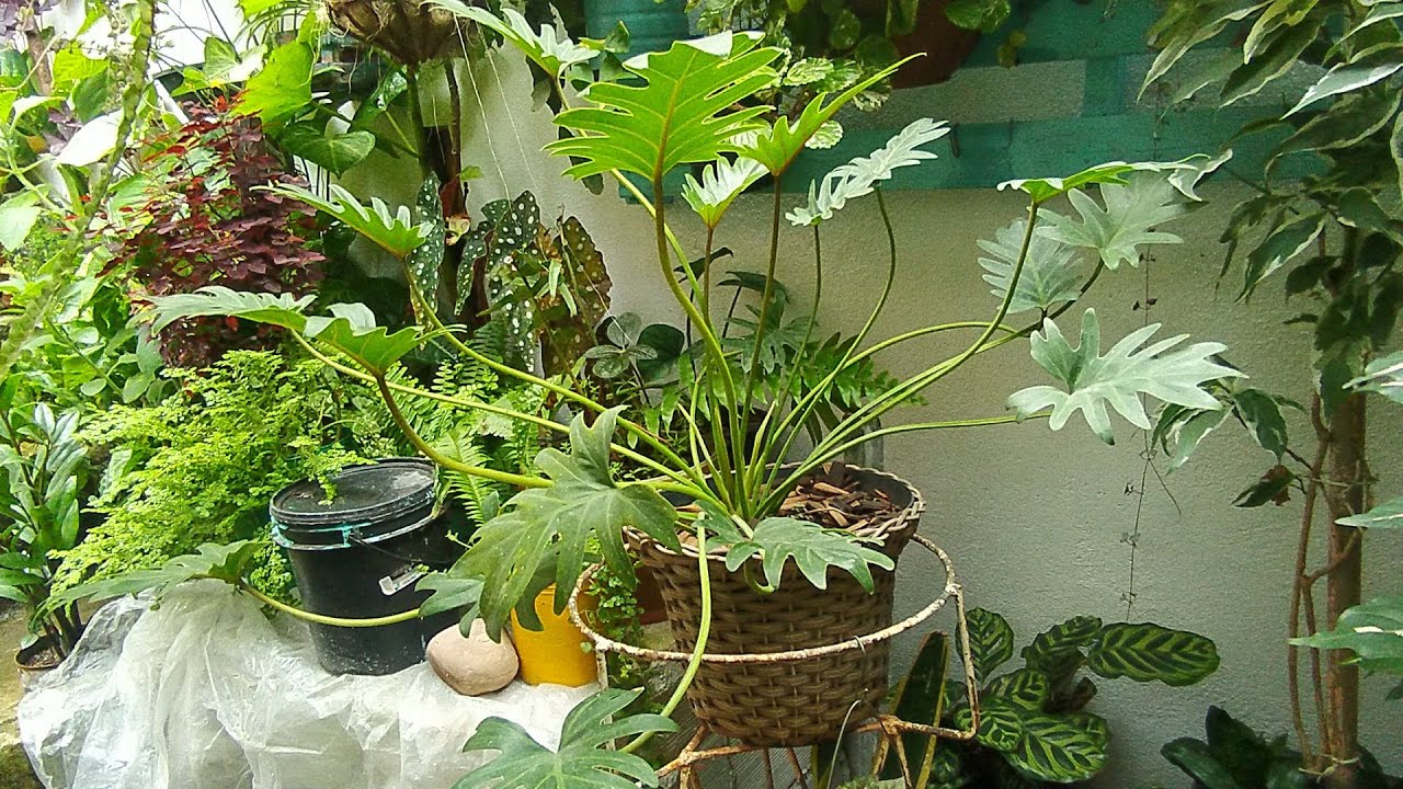 Como faço mexicanos nos vasos,,,vou falar sobre as plantas ,,minhas particularidades, chuvas