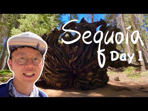紅杉國家公園 | 巨木步道 摩洛岩 隧道巨木 Sequoia National Park Vlog 1 | Travel Kevin BKH