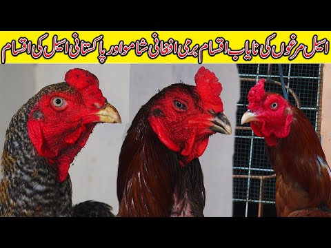 Top Quality Big Shamo Japan Breed Shamo Thailand Breed Aseel hen Setup|| Jamshed Asmi Exotic Channel