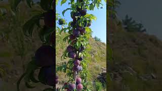 Download lagu best variety of plum ||black amber plum || king of plum || juicy & long life variety plum π mp3 Download lagu best variety of plum ||black amber plum || king of plum || juicy & long life variety plum π mp3