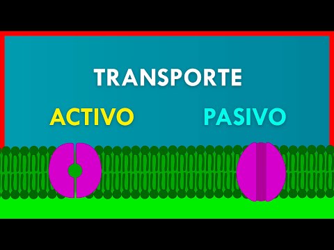 ACTIVE and PASSIVE TRANSPORT in the PLASMA MEMBRANE