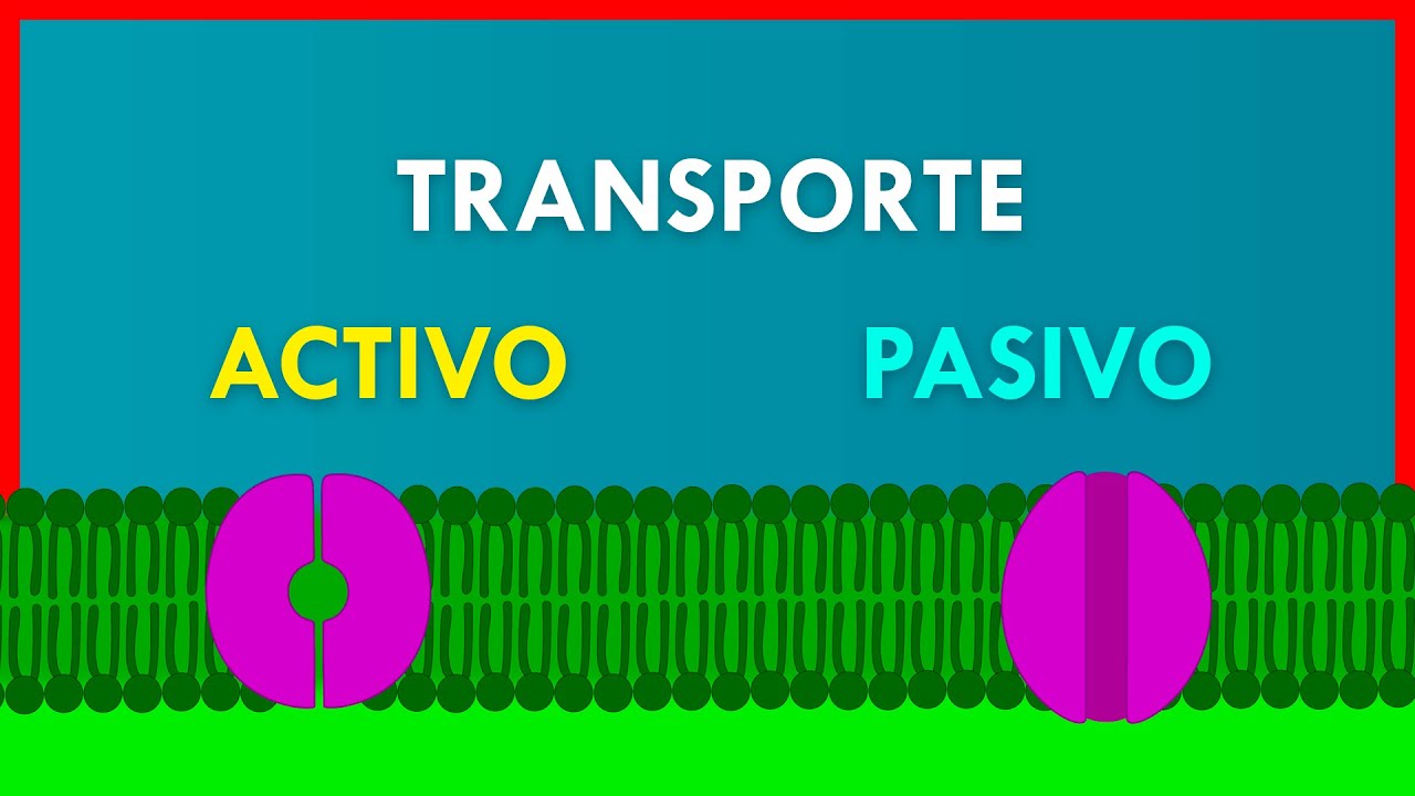 TRANSPORTE ACTIVO y PASIVO en la MEMBRANA PLASMÁTICA