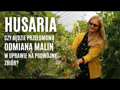 Husaria - czy będzie przełomową odmianą malin w uprawie na podwójny zbiór?