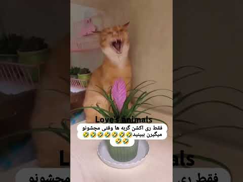 Do you love cats and dogs? you can't believe how clever they are.