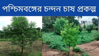 পশ্চিমবঙ্গের চন্দন চাষ প্রকল্প/Sandalwood cultivation project in West Bengal#geoedututorial#