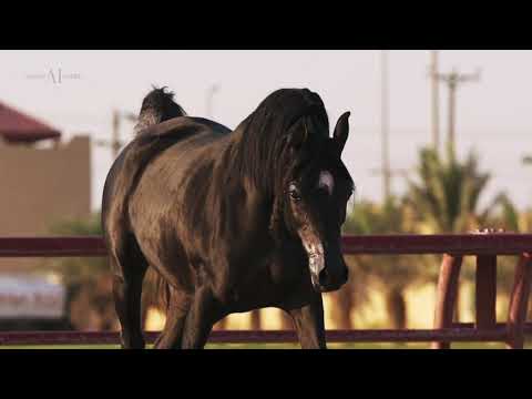 ⚫ AL GHANAYIM STUD ⚫ A FOCUS ON BLACK ARABIAN HORSES