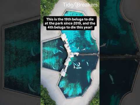 4th Beluga died at MarineLand Canada this year!