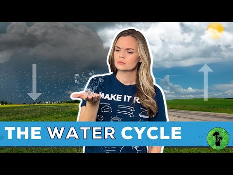 The Water Cycle | Earth Science