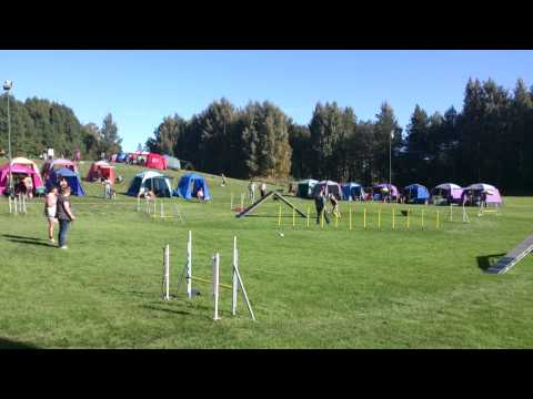 Kaos, agility 2 A, Tranås