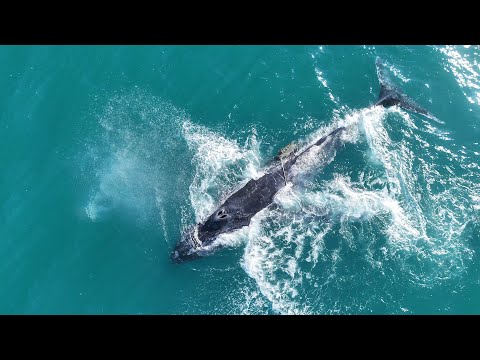 Baleia-jubarte aparece ferida e entrelaçada em cordas no mar de Arraial do Cabo; veja vídeo