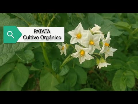 , title : 'El Lombricero - PATATA Cultivo Orgánico. Parte 1 🥔🍃'