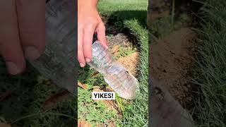 #cantbelieve what came out #cicada #killer #trending #satisfying #beforeandafter #insects #lawn #op