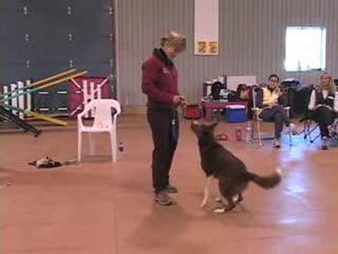 Building Drive by 'being' a Bad Dog Trainer (Susan Garrett)