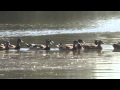 Утки плавают в пруду природного парка "Гусиный остров". 