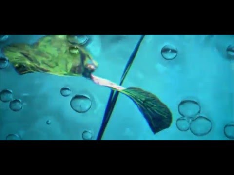 Rodrigo Leão, Coro & Orquestra Gulbenkian - Florestas Submersas (Live visuals)