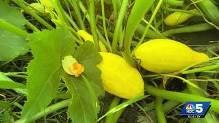 Vermont shoppers turn to local markets, gardens amidst food recalls