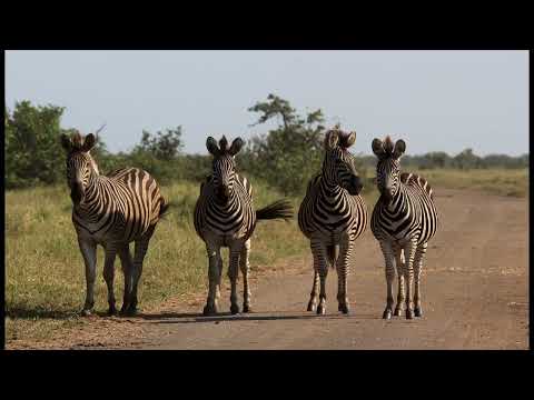 Kruger National Park   Tsendze Rustic Camp