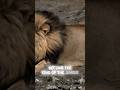 His Mentality ️ Motivation Ytshorts Lion King Jungle