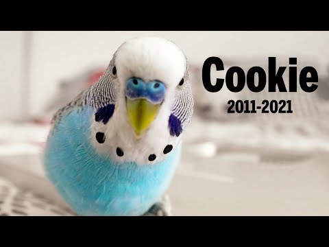 Budgie sounds in Memory of Cookie 2011 - 2021 😥