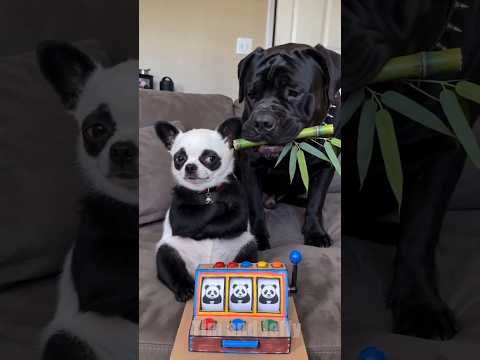 Funny Chihuahua Turns Into A Panda 😂🐼