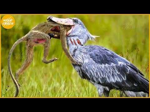 The Fierce Battle of Birds and Snakes