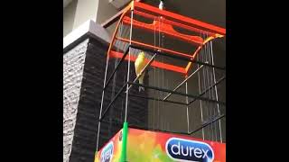 Download lagu status wa burung kenari no ruji 😍 mp3 Download lagu status wa burung kenari no ruji 😍 mp3