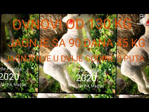 Zašto je Il de France najbolja rasa ovaca na svijetu✓✓ [Il de France sheep]