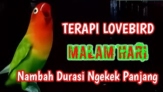 Download lagu TERAPI LOVEBIRD DI MALAM HARI MENAMBAH DURASI NGEKEK PANJANG. Ampuh Buat Pancingan Lovebird Apapun. mp3