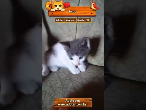 Vídeo de fofos