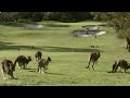 Kangaroos Take Over Australian Golf Course How Nature Works BBC Earth