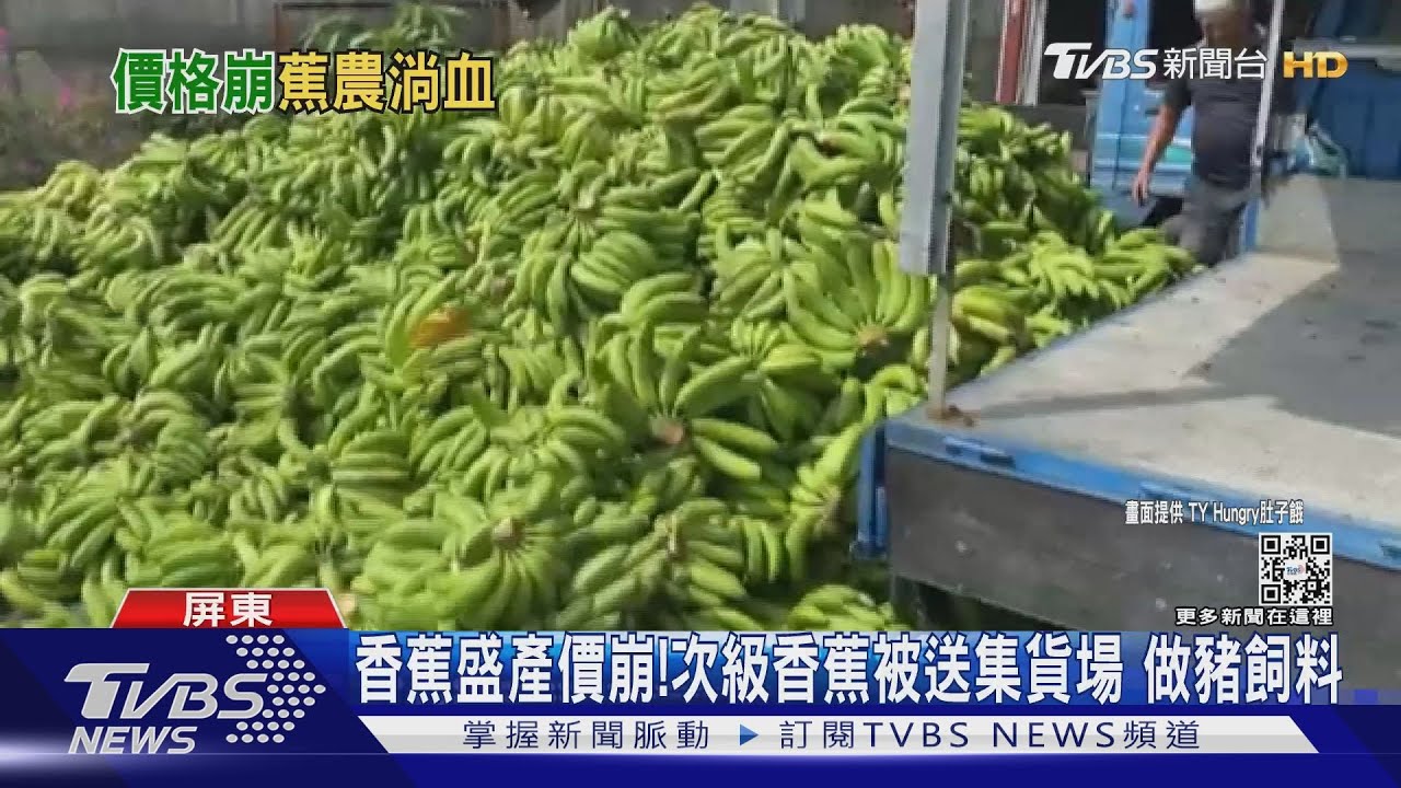 香蕉盛產價崩跌!次級香蕉被送集貨場給豬吃 農民心痛