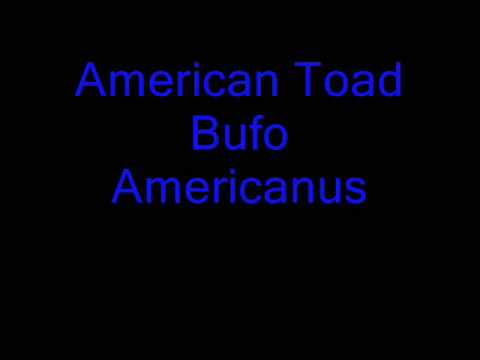 download lagu mp3 mp4 Frog And Toad Calls, download lagu Frog And Toad Calls gratis, unduh video klip Frog And Toad Calls